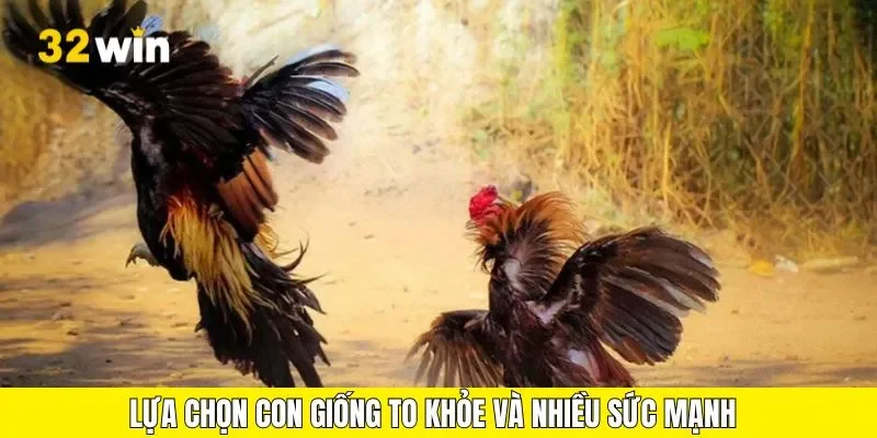 Lựa chọn con giống to khỏe và nhiều sức mạnh 